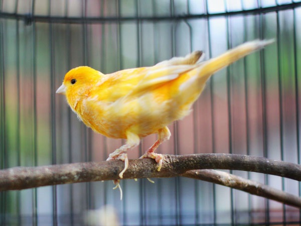 Chim Hoàng Yến: Đặc điểm, cách nuôi và 1 số sự thật thú vị - 3