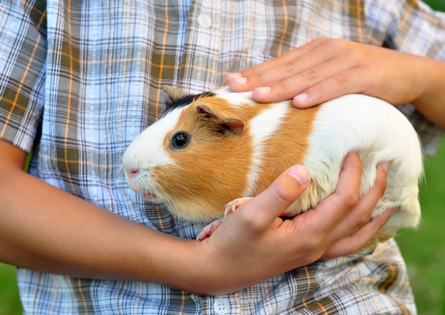 Chuột lang - Tập tính, sinh sản và cách nuôi - 6