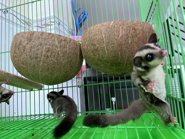 Chuồng nuôi cho Sóc bay đơn giản