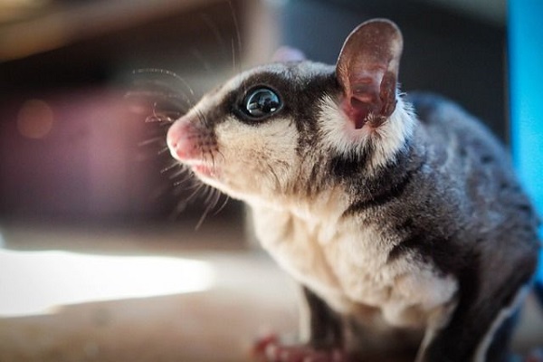 Hình ảnh của Sóc bay