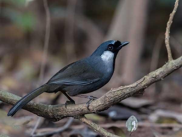 Chim Khướu: Đặc điểm, phân loại, cách nuôi và chăm sóc tốt nhất - 5