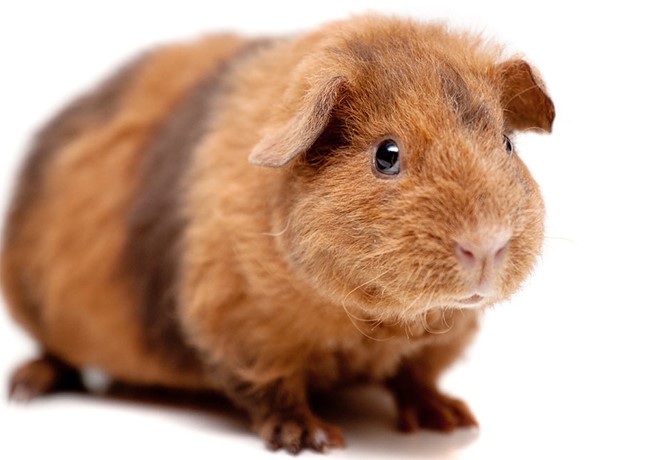 Chuột lang - Tập tính, sinh sản và cách nuôi - 3