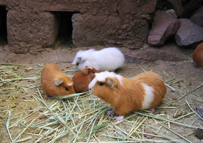 Chuột lang - Tập tính, sinh sản và cách nuôi - 5