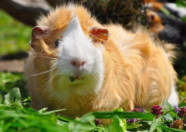 Chuột lang - Tập tính, sinh sản và cách nuôi - 4