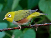 Chim Vành Khuyên: Đặc điểm, cách nuôi và chăm sóc