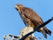 Chim ưng - Thông tin, đặc điểm và môi trường sống