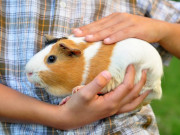 Chuột lang - Tập tính, sinh sản và cách nuôi