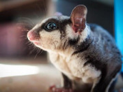 Nhà đẹp - Sóc bay: Đặc điểm, môi trường sống, cách nuôi và chăm sóc