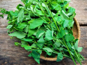 Bà bầu - Bà bầu ăn rau ngót được không và ăn khi nào?