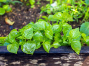 Sức khỏe - Loại rau bị xem là cỏ dại, hóa ra đắt hơn thịt, giúp ngừa ung thư, tránh bệnh dạ dày