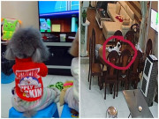 Nhà đẹp - Chú chó “thành tinh” biết ngồi ghế xem tivi, thích uống trà sữa khiến chủ hết hồn