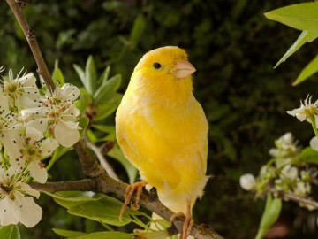 Chim Hoàng Yến: Đặc điểm, cách nuôi và 1 số sự thật thú vị