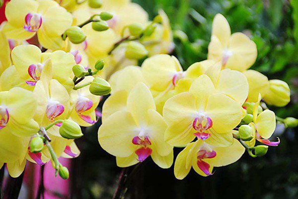 6 loài hoa mang lại may mắn, tài lộc, giúp gia chủ phát tài từng ngày - 4
