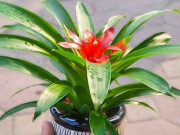 Nhà đẹp - 6 loài hoa mang đến may mắn, tốt lành, giúp gia chủ làm ăn ngày một phát đạt