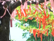 Clip Eva - Cây 'nguyện ước' tiếp thêm tinh thần cho bệnh nhân COVID-19