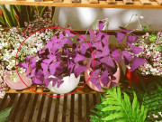 Nhà đẹp - Chậu cây này giống như đàn bướm đang bay quanh nhà, hoa đẹp nhưng không phải ai cũng biết