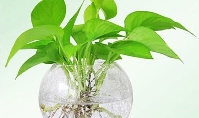 Tuổi Mão hợp cây gì? Chọn cây cảnh phong thủy hợp với tử vi tuổi Mão năm 2020 - 1