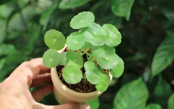 Tuổi Mão hợp cây gì? Chọn cây cảnh phong thủy hợp với tử vi tuổi Mão năm 2020 - 2