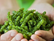 Tin tức - Loại cây như "thần dược", ở Việt Nam trồng chưa đến 1 tháng bán nửa triệu/kg