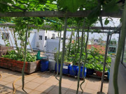 Nhà đẹp - Mua hạt giống 10 nghìn đồng, bố Sài Gòn được vườn xanh mướt, mướp dài cả mét