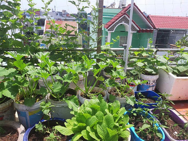 Mua hạt giống 10 nghìn đồng, bố Sài Gòn được vườn xanh mướt, mướp dài cả mét - 9