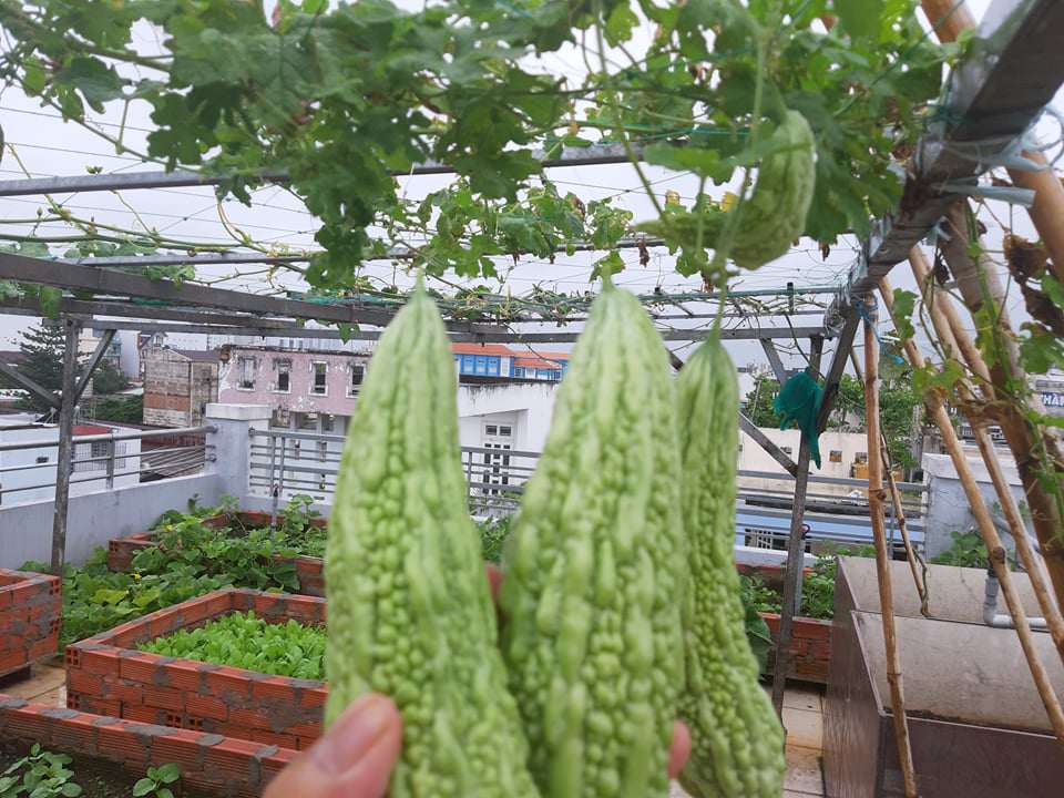 Mua hạt giống 10 nghìn đồng, bố Sài Gòn được vườn xanh mướt, mướp dài cả mét - 10