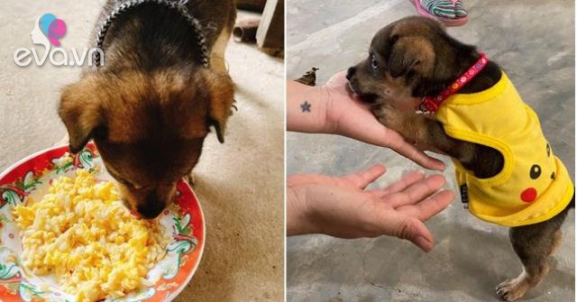 View - Số phận chú chó nhỏ duy nhất còn sót lại trong đàn 15 con bị tiêu hủy gây tranh cãi