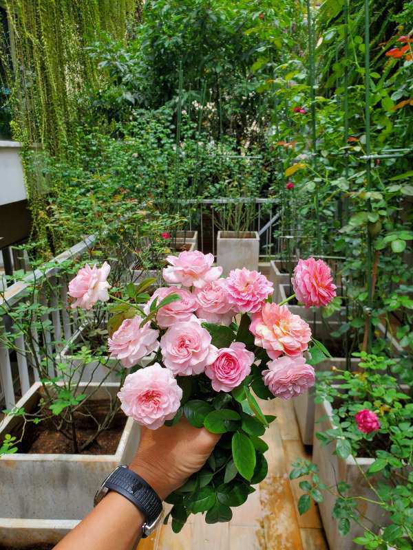 Hoa nhà lá vườn - doanh nhân họ Hứa khoe hoa nhà trồng, được đông đảo bạn bè vào khen mát tay chăm hoa.