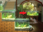 Nhà đẹp - Đặt bể cá là rốn phong thủy trong nhà, lưu ý 3 điểm này đừng đặt bừa