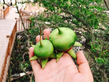 Loại quả mọc dại ven sông, hái về nấu lẩu thành đặc sản nức tiếng miền Tây