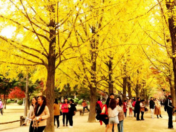 Đảo Nami mùa thu đẹp ma mị, mê đắm du khách