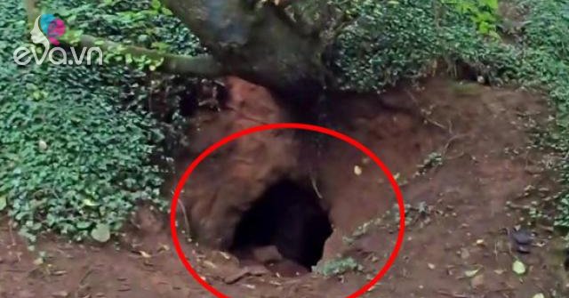 Thấy hố lạ dưới gốc cây, chàng trai đánh liều chui xuống xem ...
