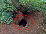 Tin tức - Thấy hố lạ dưới gốc cây, chàng trai đánh liều chui xuống xem, choáng váng khi vào bên trong