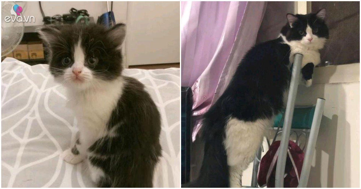 View - Bỏ 70 nghìn mua chú mèo hoang, chàng trai nuôi lớn mới biết đã lời to, cầm chắc 50 triệu