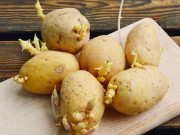 Sức khỏe - Có nên ăn khoai tây mọc mầm không? Khoai tây mọc mầm cắt đi có ăn được không?