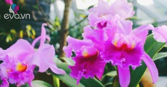 Lan rừng: 22 loại đẹp nhất nên trồng trong nhà và cách chăm sóc