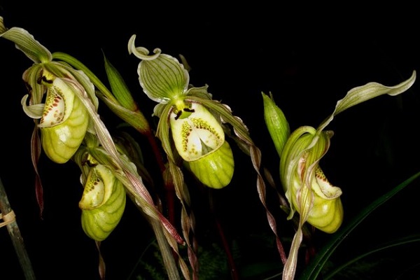 Lan rừng: 22 loại đẹp nhất nên trồng trong nhà và cách chăm sóc - 17