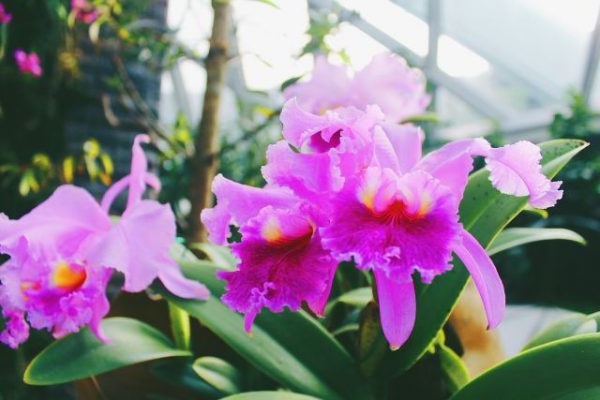 Lan rừng: 22 loại đẹp nhất nên trồng trong nhà và cách chăm sóc - 1