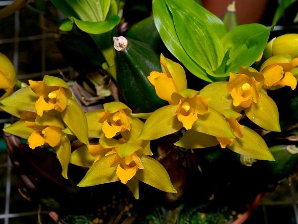 Lan rừng: 22 loại đẹp nhất nên trồng trong nhà và cách chăm sóc - 19