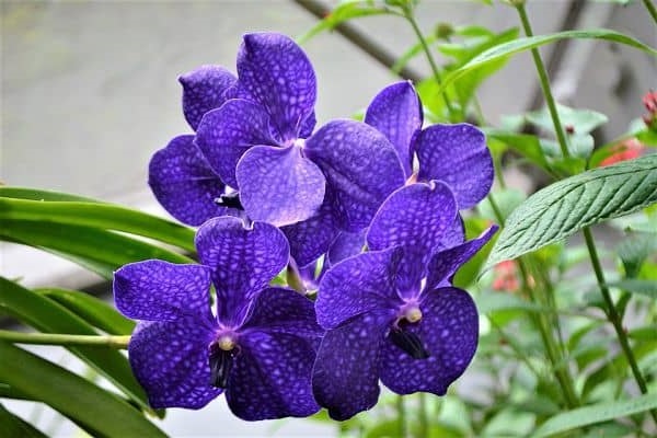 Lan rừng: 22 loại đẹp nhất nên trồng trong nhà và cách chăm sóc - 4