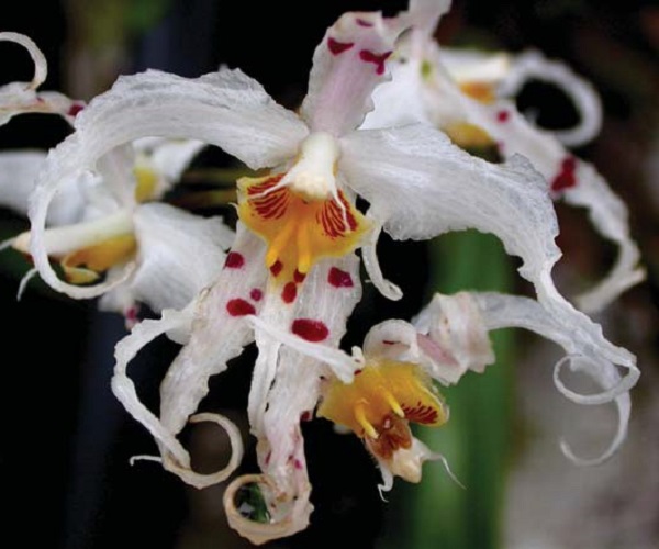 Lan rừng: 22 loại đẹp nhất nên trồng trong nhà và cách chăm sóc - 9