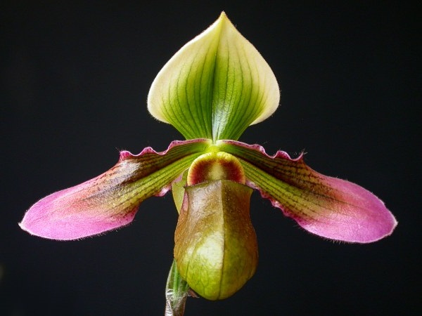 Lan rừng: 22 loại đẹp nhất nên trồng trong nhà và cách chăm sóc - 13