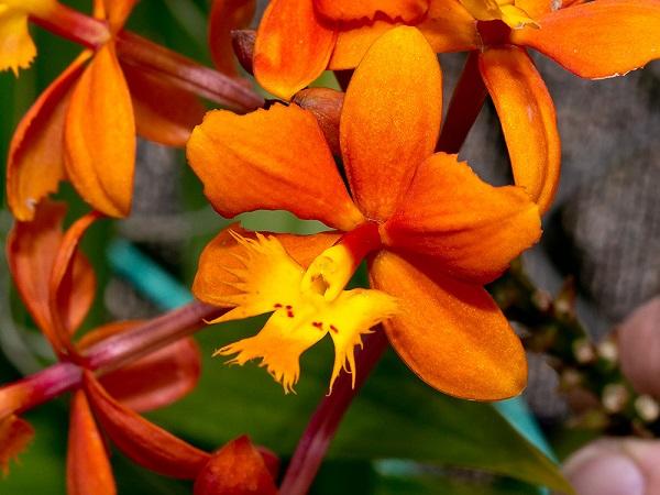 Lan rừng: 22 loại đẹp nhất nên trồng trong nhà và cách chăm sóc - 8