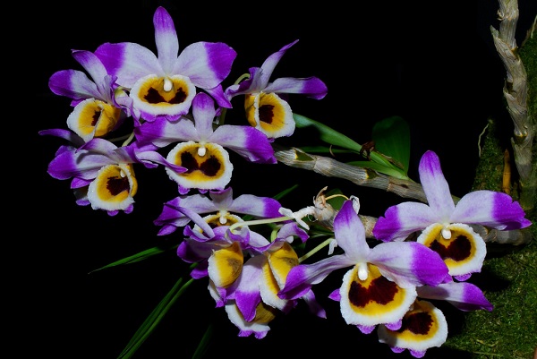 Lan rừng: 22 loại đẹp nhất nên trồng trong nhà và cách chăm sóc - 14