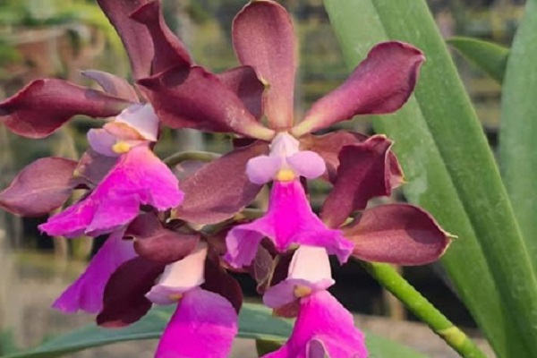 Lan rừng: 22 loại đẹp nhất nên trồng trong nhà và cách chăm sóc - 5