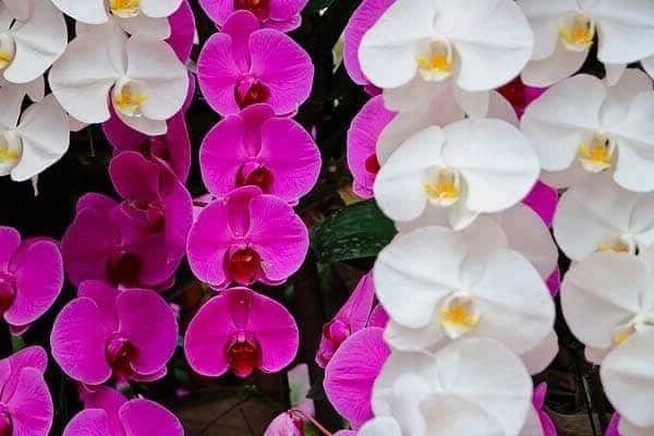 Lan rừng: 22 loại đẹp nhất nên trồng trong nhà và cách chăm sóc - 11