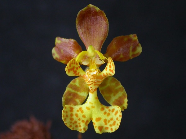 Lan rừng: 22 loại đẹp nhất nên trồng trong nhà và cách chăm sóc - 12