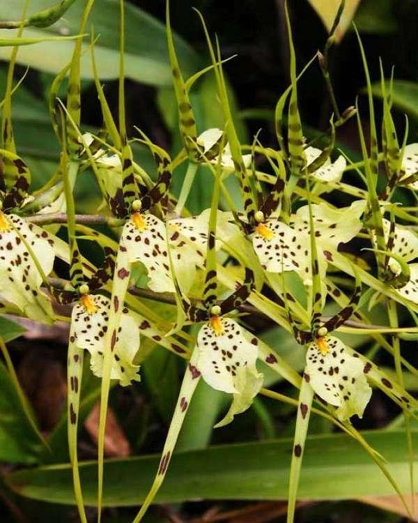 Lan rừng: 22 loại đẹp nhất nên trồng trong nhà và cách chăm sóc - 2