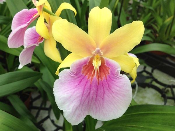 Lan rừng: 22 loại đẹp nhất nên trồng trong nhà và cách chăm sóc - 6