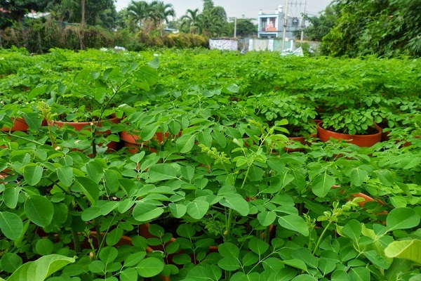 Hình ảnh cây Chùm Ngây